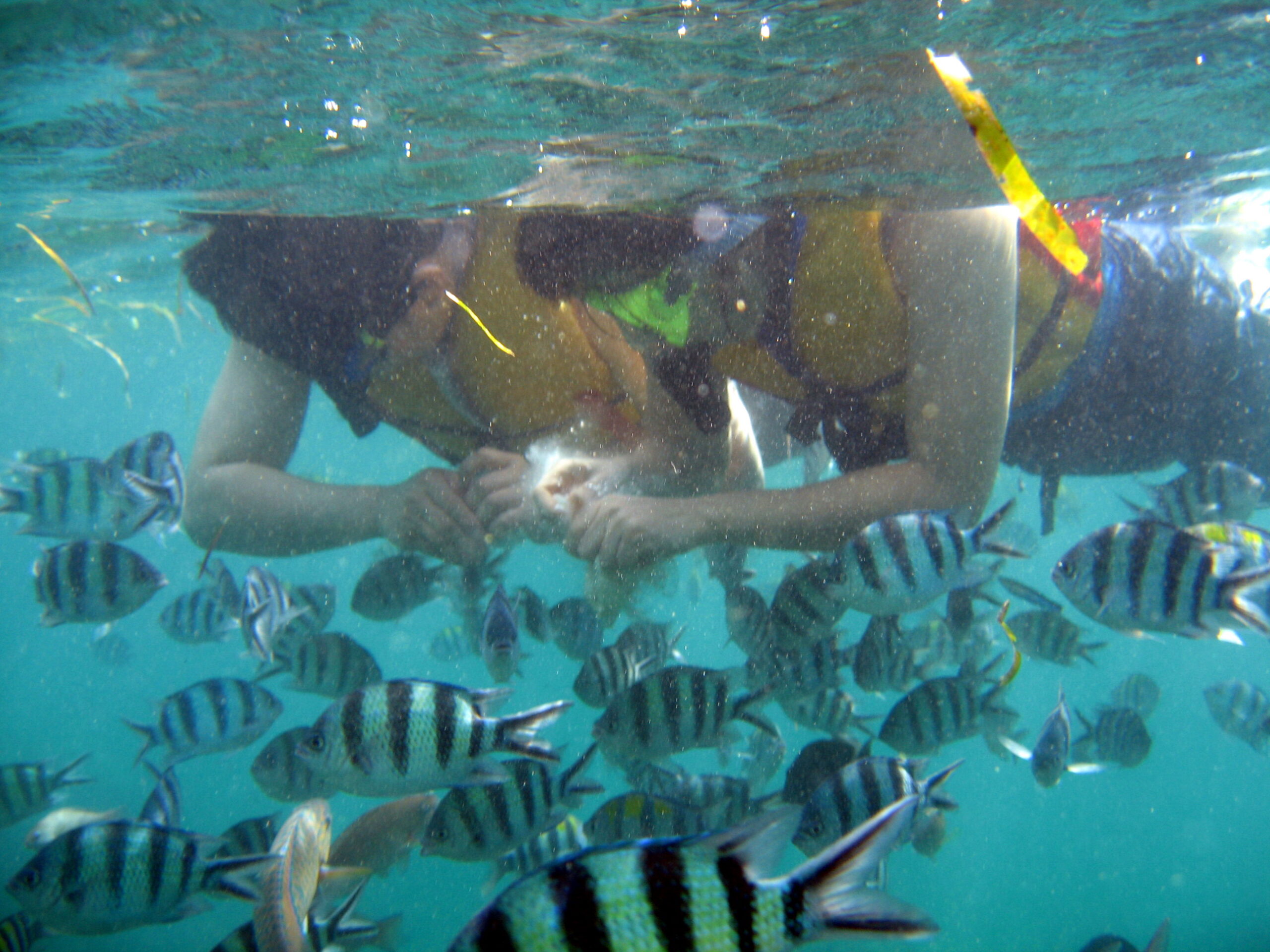 snorkeling tanjung benoa